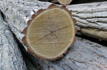 Detailněji o dřevě akátu